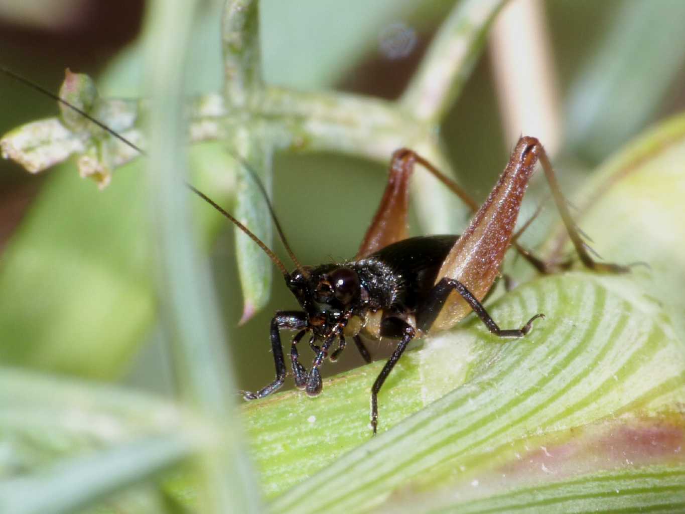 Ritratto di Trigonidium cicindeloides